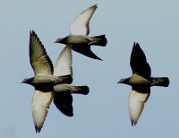 /album/vogels/weer-die-snelle-duiven-jpg/